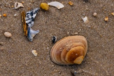 Bir deniz tarağı, muhtemelen Atlantik sörfü istiridyesi, dokulu kuma üzerine kuruludur. Pürüzsüz, bronzlaşmış ve kahverengi kabuğu zarif bir şekilde kıvrılır. Küçük molozlar kumlu yüzeyi dağıtır..