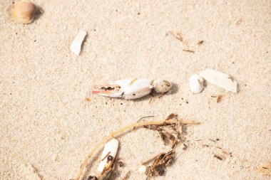 Kırmızı ve beyaz desenli bir yengeç pençesi, deniz yosunu ve deniz yosunları eşliğinde kumun üzerinde dinlenir..