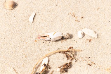 Kırmızı ve beyaz desenli bir yengeç pençesi, deniz yosunu ve deniz yosunları eşliğinde kumun üzerinde dinlenir..