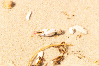 Kırmızı ve beyaz desenli bir yengeç pençesi, deniz yosunu ve deniz yosunları eşliğinde kumun üzerinde dinlenir..