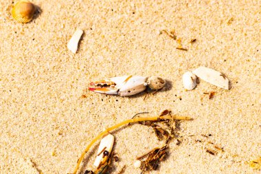 Kırmızı ve beyaz desenli bir yengeç pençesi, deniz yosunu ve deniz yosunları eşliğinde kumun üzerinde dinlenir..