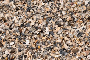 Çeşitli renk ve boyutlarda sayısız kırık deniz kabuğunun dokulu yakın çekimi kumlu bir yüzey üzerinde doğal bir mozaik oluşturur. Plaj enkazı.