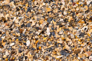 Çeşitli renk ve boyutlarda sayısız kırık deniz kabuğunun dokulu yakın çekimi kumlu bir yüzey üzerinde doğal bir mozaik oluşturur. Plaj enkazı.