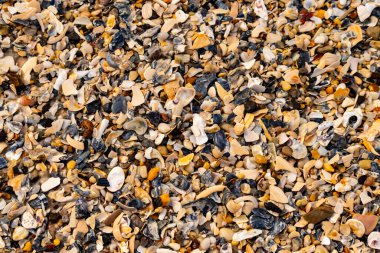 Çeşitli renk ve boyutlarda sayısız kırık deniz kabuğunun dokulu yakın çekimi kumlu bir yüzey üzerinde doğal bir mozaik oluşturur. Plaj enkazı.