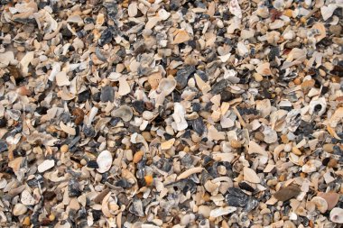 Çeşitli renk ve boyutlarda sayısız kırık deniz kabuğunun dokulu yakın çekimi kumlu bir yüzey üzerinde doğal bir mozaik oluşturur. Plaj enkazı.