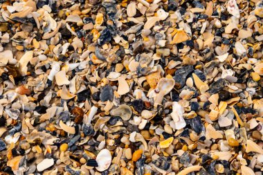 Çeşitli renk ve boyutlarda sayısız kırık deniz kabuğunun dokulu yakın çekimi kumlu bir yüzey üzerinde doğal bir mozaik oluşturur. Plaj enkazı.