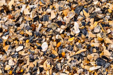 Çeşitli renk ve boyutlarda sayısız kırık deniz kabuğunun dokulu yakın çekimi kumlu bir yüzey üzerinde doğal bir mozaik oluşturur. Plaj enkazı.