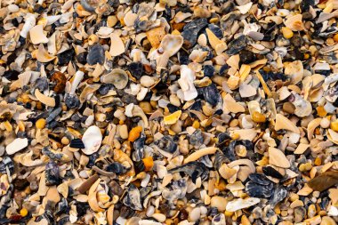 Çeşitli renk ve boyutlarda sayısız kırık deniz kabuğunun dokulu yakın çekimi kumlu bir yüzey üzerinde doğal bir mozaik oluşturur. Plaj enkazı.
