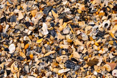 Çeşitli renk ve boyutlarda sayısız kırık deniz kabuğunun dokulu yakın çekimi kumlu bir yüzey üzerinde doğal bir mozaik oluşturur. Plaj enkazı.