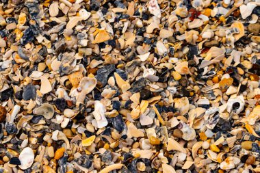Çeşitli renk ve boyutlarda sayısız kırık deniz kabuğunun dokulu yakın çekimi kumlu bir yüzey üzerinde doğal bir mozaik oluşturur. Plaj enkazı.