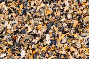 Çeşitli renk ve boyutlarda sayısız kırık deniz kabuğunun dokulu yakın çekimi kumlu bir yüzey üzerinde doğal bir mozaik oluşturur. Plaj enkazı.