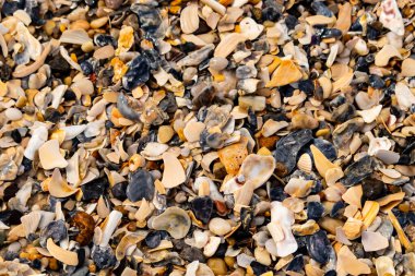 Çeşitli renk ve boyutlarda sayısız kırık deniz kabuğunun dokulu yakın çekimi kumlu bir yüzey üzerinde doğal bir mozaik oluşturur. Plaj enkazı.