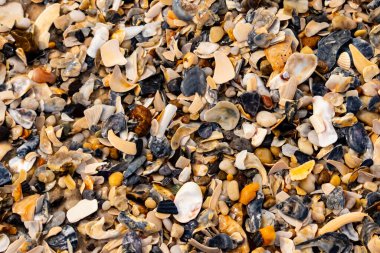 Çeşitli renk ve boyutlarda sayısız kırık deniz kabuğunun dokulu yakın çekimi kumlu bir yüzey üzerinde doğal bir mozaik oluşturur. Plaj enkazı.