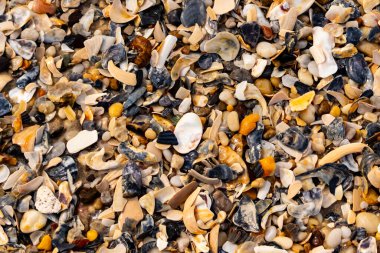 Çeşitli renk ve boyutlarda sayısız kırık deniz kabuğunun dokulu yakın çekimi kumlu bir yüzey üzerinde doğal bir mozaik oluşturur. Plaj enkazı.