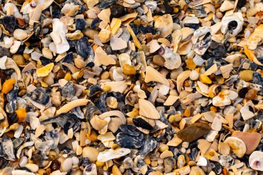 Çeşitli renk ve boyutlarda sayısız kırık deniz kabuğunun dokulu yakın çekimi kumlu bir yüzey üzerinde doğal bir mozaik oluşturur. Plaj enkazı.