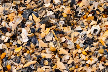 Çeşitli renk ve boyutlarda sayısız kırık deniz kabuğunun dokulu yakın çekimi kumlu bir yüzey üzerinde doğal bir mozaik oluşturur. Plaj enkazı.