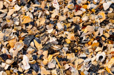 Çeşitli renk ve boyutlarda sayısız kırık deniz kabuğunun dokulu yakın çekimi kumlu bir yüzey üzerinde doğal bir mozaik oluşturur. Plaj enkazı.