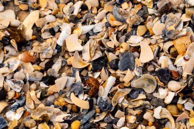 Çeşitli renk ve boyutlarda sayısız kırık deniz kabuğunun dokulu yakın çekimi kumlu bir yüzey üzerinde doğal bir mozaik oluşturur. Plaj enkazı.