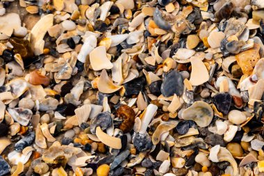 Çeşitli renk ve boyutlarda sayısız kırık deniz kabuğunun dokulu yakın çekimi kumlu bir yüzey üzerinde doğal bir mozaik oluşturur. Plaj enkazı.