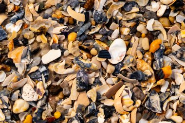 Çeşitli renk ve boyutlarda sayısız kırık deniz kabuğunun dokulu yakın çekimi kumlu bir yüzey üzerinde doğal bir mozaik oluşturur. Plaj enkazı.