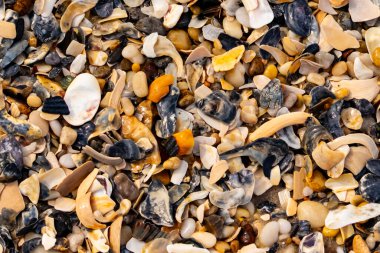 Çeşitli renk ve boyutlarda sayısız kırık deniz kabuğunun dokulu yakın çekimi kumlu bir yüzey üzerinde doğal bir mozaik oluşturur. Plaj enkazı.