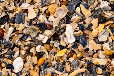 Çeşitli renk ve boyutlarda sayısız kırık deniz kabuğunun dokulu yakın çekimi kumlu bir yüzey üzerinde doğal bir mozaik oluşturur. Plaj enkazı.