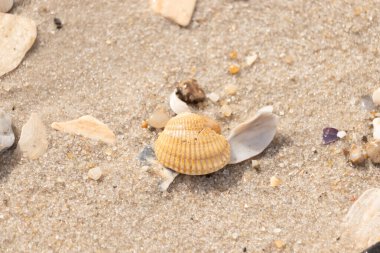 Beyaz, sarı ve kahverengi tonlarında çeşitli deniz kabuklarının parçalarıyla kaplı desenli kumsal kumu. Doğal kıyı elementlerinin yakın görüntüsü.