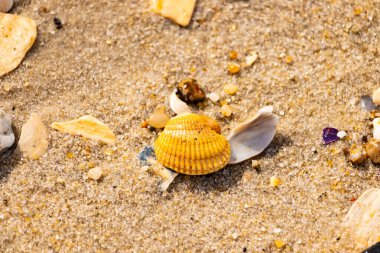Beyaz, sarı ve kahverengi tonlarında çeşitli deniz kabuklarının parçalarıyla kaplı desenli kumsal kumu. Doğal kıyı elementlerinin yakın görüntüsü.