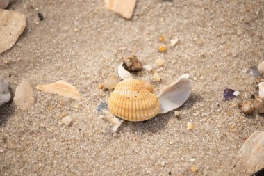 Beyaz, sarı ve kahverengi tonlarında çeşitli deniz kabuklarının parçalarıyla kaplı desenli kumsal kumu. Doğal kıyı elementlerinin yakın görüntüsü.