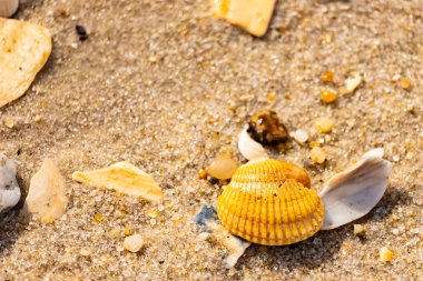 Beyaz, sarı ve kahverengi tonlarında çeşitli deniz kabuklarının parçalarıyla kaplı desenli kumsal kumu. Doğal kıyı elementlerinin yakın görüntüsü.