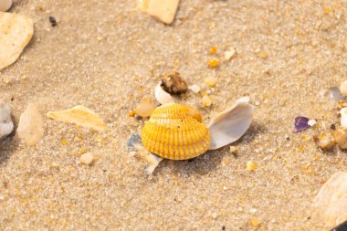 Beyaz, sarı ve kahverengi tonlarında çeşitli deniz kabuklarının parçalarıyla kaplı desenli kumsal kumu. Doğal kıyı elementlerinin yakın görüntüsü.