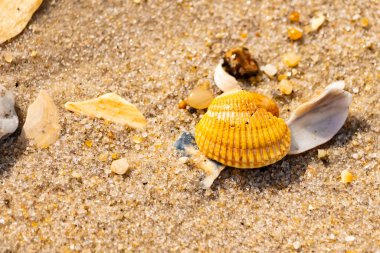 Beyaz, sarı ve kahverengi tonlarında çeşitli deniz kabuklarının parçalarıyla kaplı desenli kumsal kumu. Doğal kıyı elementlerinin yakın görüntüsü.