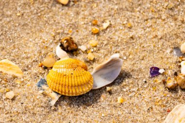 Beyaz, sarı ve kahverengi tonlarında çeşitli deniz kabuklarının parçalarıyla kaplı desenli kumsal kumu. Doğal kıyı elementlerinin yakın görüntüsü.
