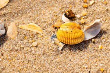 Beyaz, sarı ve kahverengi tonlarında çeşitli deniz kabuklarının parçalarıyla kaplı desenli kumsal kumu. Doğal kıyı elementlerinin yakın görüntüsü.
