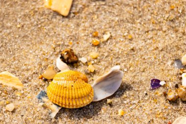 Beyaz, sarı ve kahverengi tonlarında çeşitli deniz kabuklarının parçalarıyla kaplı desenli kumsal kumu. Doğal kıyı elementlerinin yakın görüntüsü.