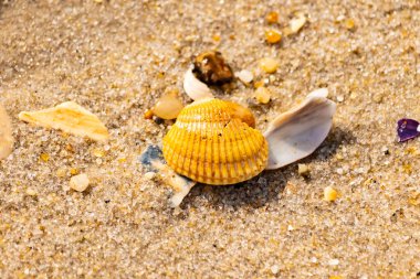 Beyaz, sarı ve kahverengi tonlarında çeşitli deniz kabuklarının parçalarıyla kaplı desenli kumsal kumu. Doğal kıyı elementlerinin yakın görüntüsü.