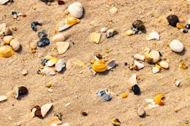 Koyu mavi bir kabuk parçası çeşitli deniz kabukları ve çakıl taşlarının arasında oturur ve dokulu bir plaj sahnesi yaratır..