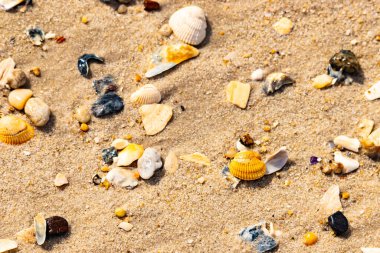 Koyu mavi bir kabuk parçası çeşitli deniz kabukları ve çakıl taşlarının arasında oturur ve dokulu bir plaj sahnesi yaratır..