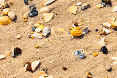 Koyu mavi bir kabuk parçası çeşitli deniz kabukları ve çakıl taşlarının arasında oturur ve dokulu bir plaj sahnesi yaratır..