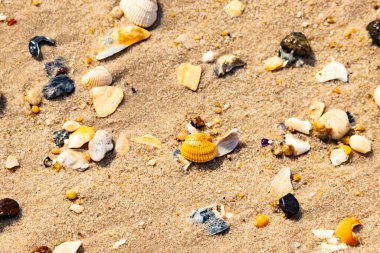 Koyu mavi bir kabuk parçası çeşitli deniz kabukları ve çakıl taşlarının arasında oturur ve dokulu bir plaj sahnesi yaratır..