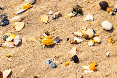 Koyu mavi bir kabuk parçası çeşitli deniz kabukları ve çakıl taşlarının arasında oturur ve dokulu bir plaj sahnesi yaratır..