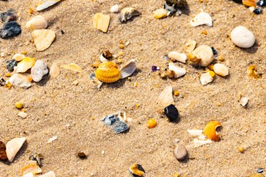 Koyu mavi bir kabuk parçası çeşitli deniz kabukları ve çakıl taşlarının arasında oturur ve dokulu bir plaj sahnesi yaratır..