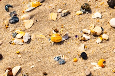 Koyu mavi bir kabuk parçası çeşitli deniz kabukları ve çakıl taşlarının arasında oturur ve dokulu bir plaj sahnesi yaratır..