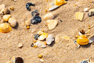 Koyu mavi bir kabuk parçası çeşitli deniz kabukları ve çakıl taşlarının arasında oturur ve dokulu bir plaj sahnesi yaratır..