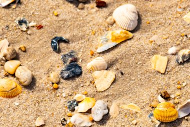Koyu mavi bir kabuk parçası çeşitli deniz kabukları ve çakıl taşlarının arasında oturur ve dokulu bir plaj sahnesi yaratır..