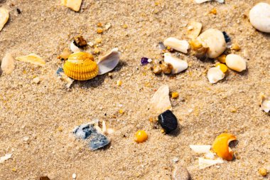 Koyu mavi bir kabuk parçası çeşitli deniz kabukları ve çakıl taşlarının arasında oturur ve dokulu bir plaj sahnesi yaratır..