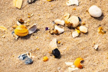 Koyu mavi bir kabuk parçası çeşitli deniz kabukları ve çakıl taşlarının arasında oturur ve dokulu bir plaj sahnesi yaratır..