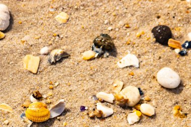 Koyu mavi bir kabuk parçası çeşitli deniz kabukları ve çakıl taşlarının arasında oturur ve dokulu bir plaj sahnesi yaratır..
