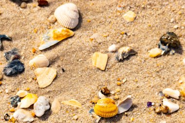Koyu mavi bir kabuk parçası çeşitli deniz kabukları ve çakıl taşlarının arasında oturur ve dokulu bir plaj sahnesi yaratır..