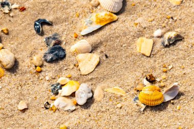 Koyu mavi bir kabuk parçası çeşitli deniz kabukları ve çakıl taşlarının arasında oturur ve dokulu bir plaj sahnesi yaratır..